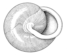 N. albolabris illustration - Bottom